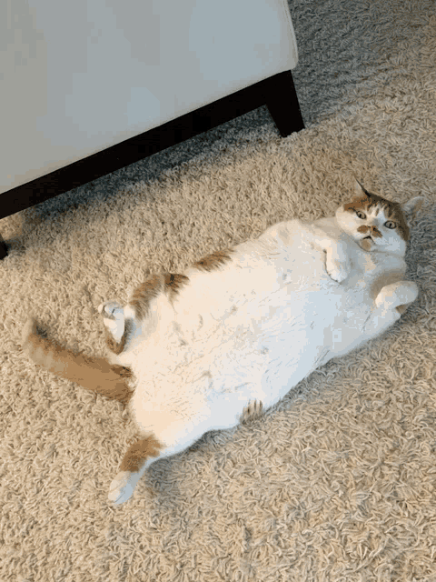 an orange and white cat laying on its back on a rug