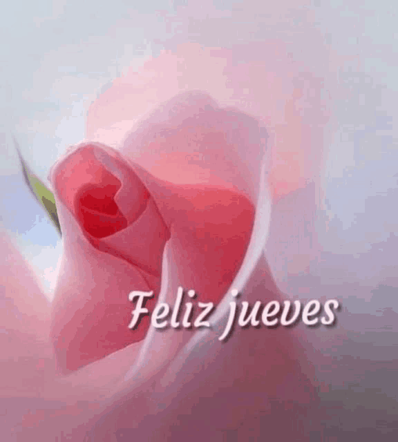 a pink rose with the words feliz jueves written below it