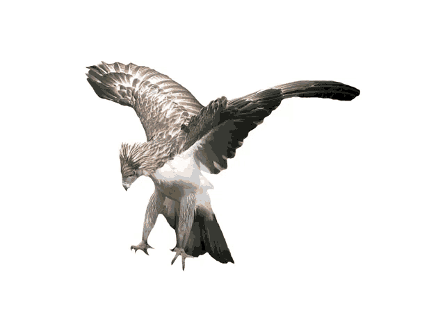 a brown and white bird is flying in the air with its wings outstretched