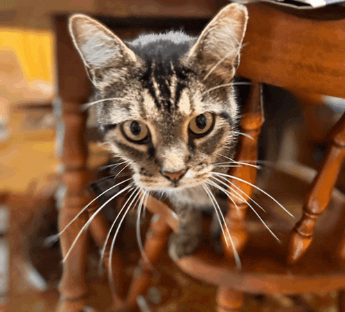 a close up of a cat 's face looking at the camera