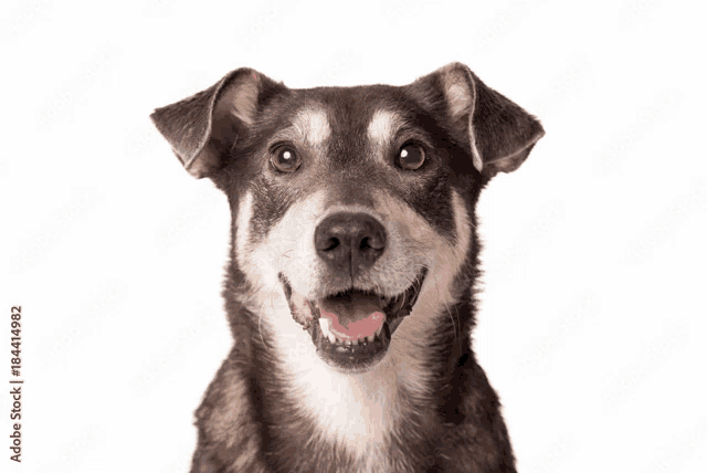 a close up of a black and white dog looking at the camera with its tongue out