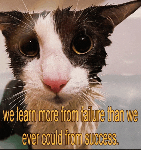 a picture of a wet cat with the words we learn more from failure than we ever could from success