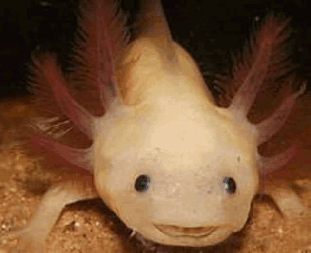 a close up of a white axolotl with red antennas .