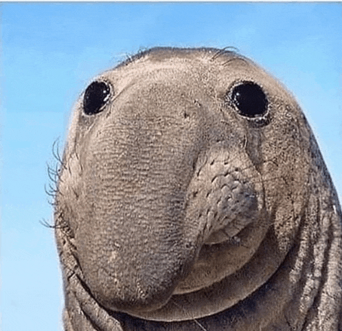 a close up of a seal 's face with a large nose .