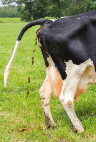 a black and white cow standing in a grassy field with poop coming out of it 's tail