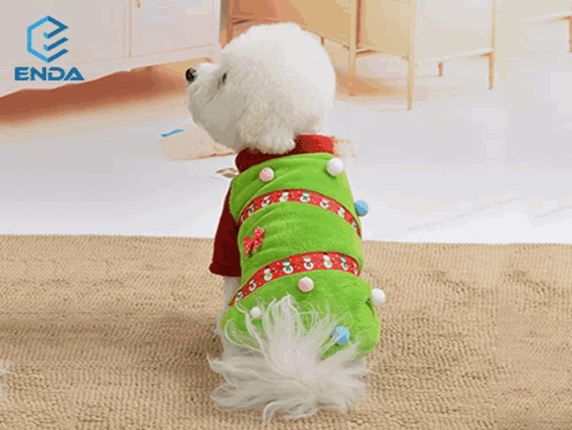 a small white dog is wearing a green and red christmas tree sweater