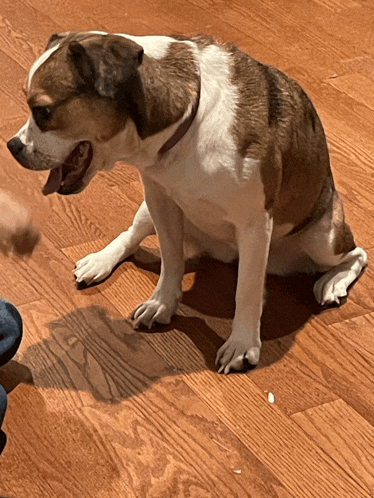 a brown and white dog sits on a wooden floor