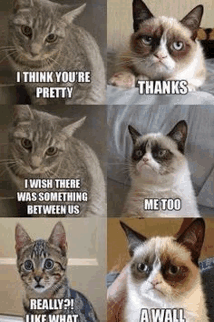 a collage of four pictures of grumpy cats with different facial expressions