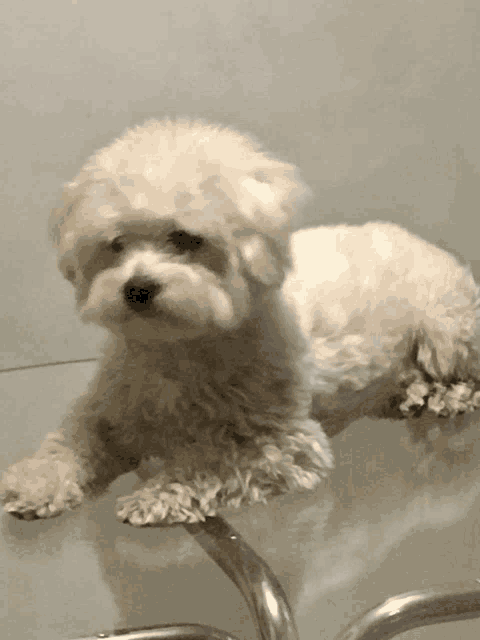 a small white dog is laying on a table