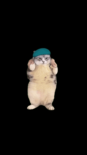 a cat is wearing a blue hat and giving a thumbs up sign