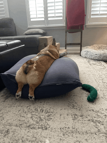 a dog laying on a blue pillow with its back to the camera