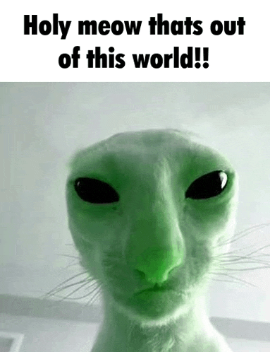 a close up of a green cat with black eyes and the words `` holy meow thats out of this world ! ''