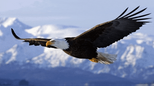 a bald eagle flying over a snowy mountain range