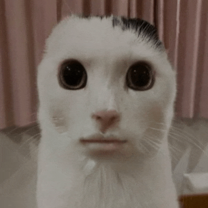 a white cat with a black spot on its head looks at the camera .