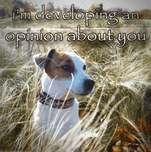 a dog in a field with the words i 'm developing an opinion about you above it