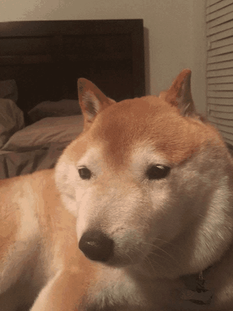 a dog laying on a bed with a tag that says ' amanda ' on it