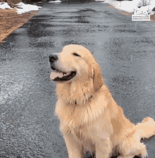 a dog is sitting on the side of a road with a sign that says rescue collective in the background