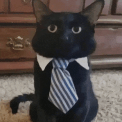 a black cat wearing a striped tie and collar .