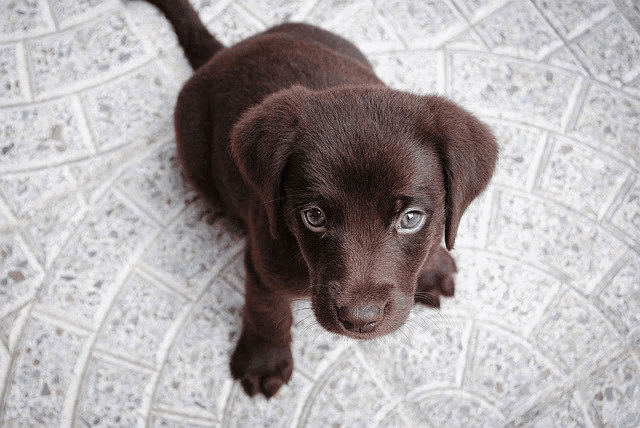 a brown puppy looking up at the camera