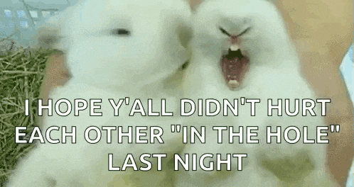 two white rabbits are sitting next to each other with their mouths open and yawning .