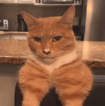 an orange and white cat is sitting on a counter looking at the camera