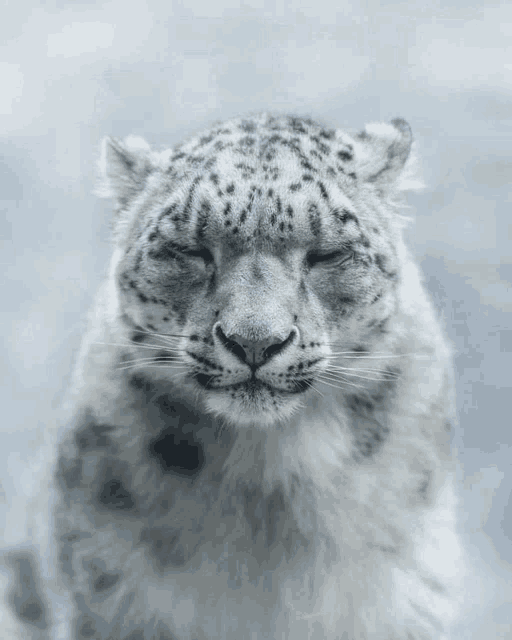 a snow leopard with its eyes closed looking at the camera