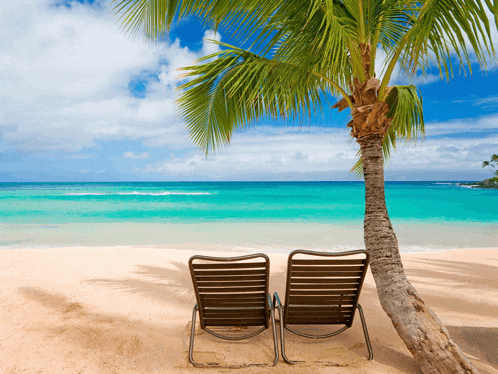 two chairs are sitting under a palm tree on a beach