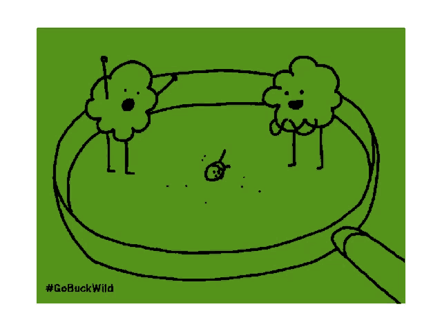 a drawing of two clouds standing in a pan with the hashtag gobuckwild