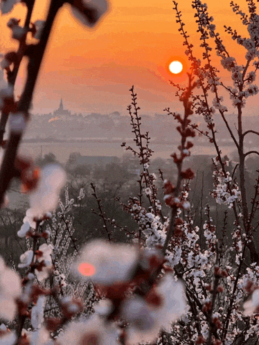 a sunset over a valley with trees in the foreground