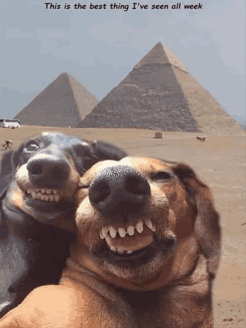 two dogs are posing for a picture in front of pyramids