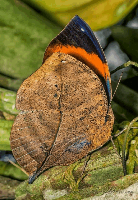 a close up of a butterfly 's wing with a picture of it on the bottom right corner