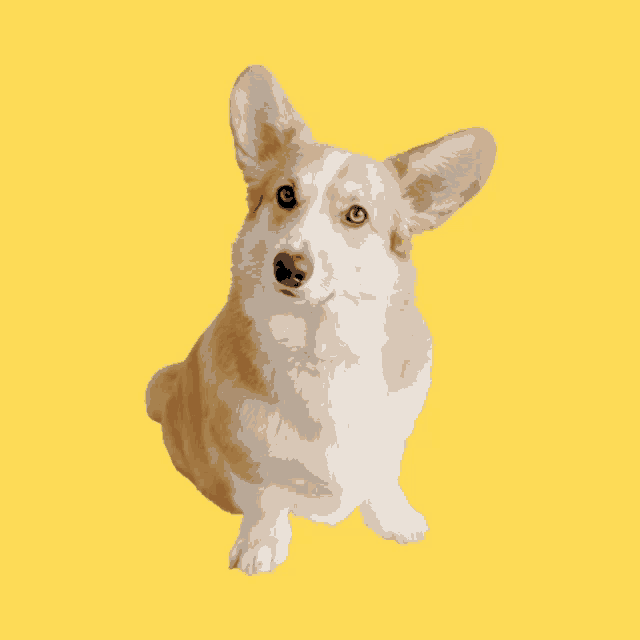 a brown and white dog is sitting on a yellow background and looking up