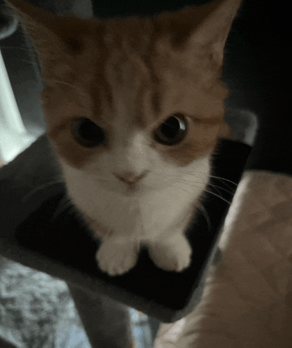 a close up of a brown and white cat looking up at the camera