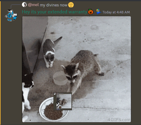 a screenshot of a cat and raccoon eating food