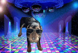 a dog wearing sunglasses is standing on a colorful dance floor