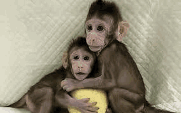 two baby monkeys are hugging each other while sitting next to each other on a bed .