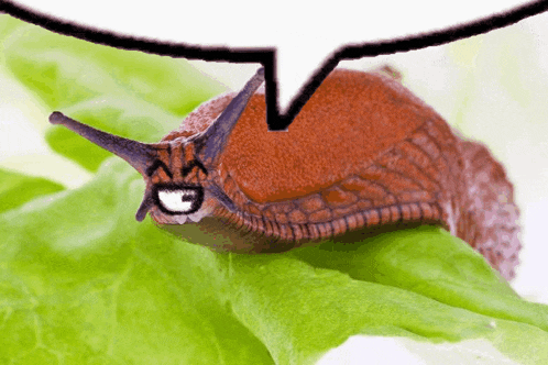 a snail is sitting on a green leaf with a speech bubble behind it