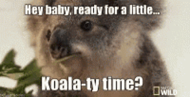 a koala bear is eating leaves and says `` hey baby , ready for a little ... koala-ty time ? ``