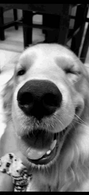 a close up of a dog 's nose with its tongue hanging out in a black and white photo .