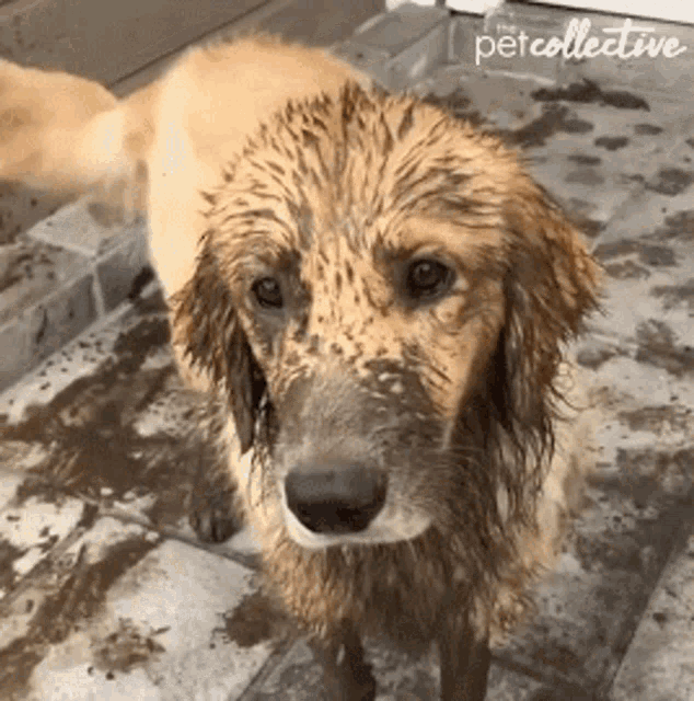 a muddy dog is standing on a tiled floor and looking at the camera with petcollective written on the bottom right