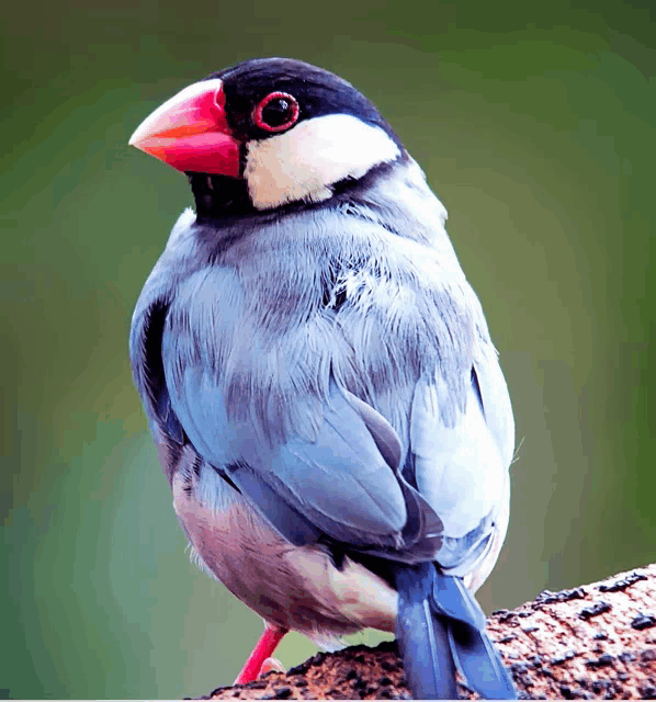 a small bird with a red beak is sitting on a rock