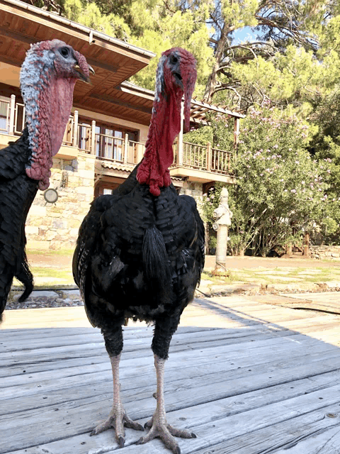 two turkeys are standing on a wooden deck in front of a building