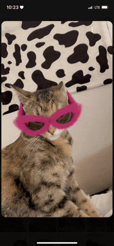 a cat wearing pink glasses is on a phone screen with the time of 10:23