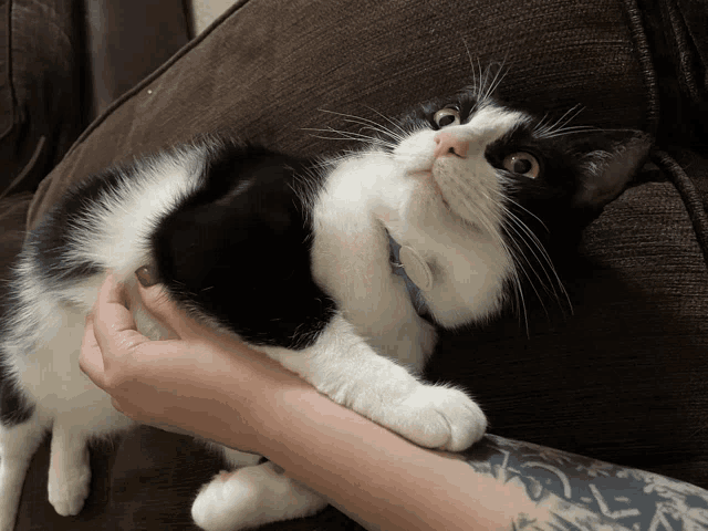 a black and white cat with a tag on its neck