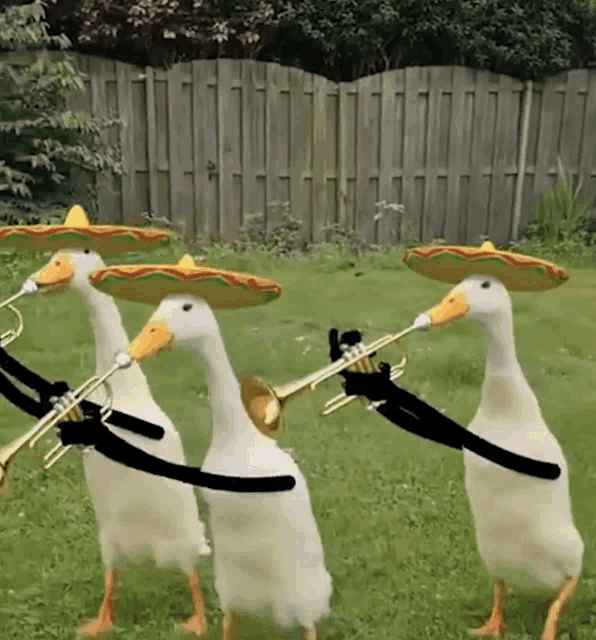 three ducks wearing sombrero hats playing trumpets