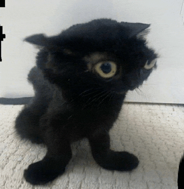 a black cat is sitting on a white carpet and looking at the camera