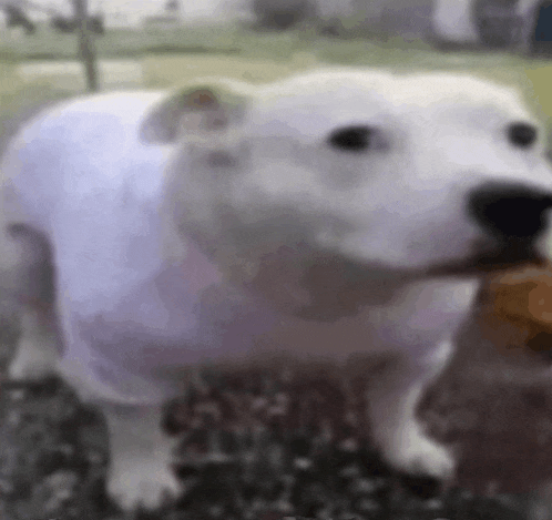 a white dog wearing a white sweater is standing on the ground .