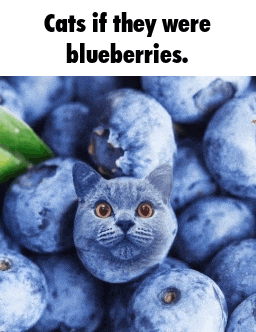 a picture of a cat in a pile of blueberries with the caption " cats if they were blueberries "