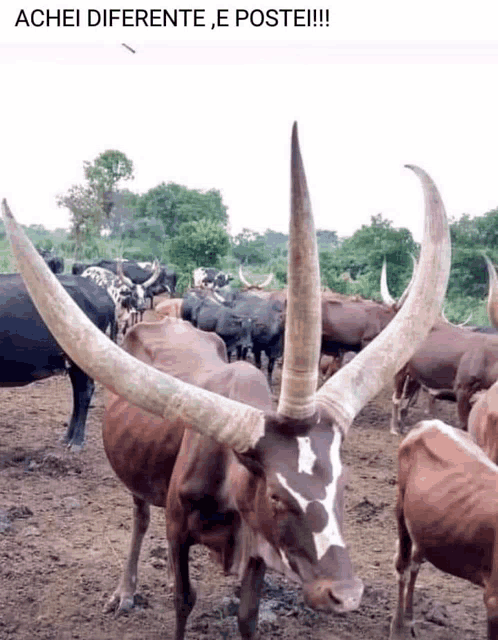 a herd of cows with long horns are standing in a dirt field