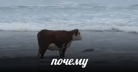 a cow is walking on the beach near the ocean .